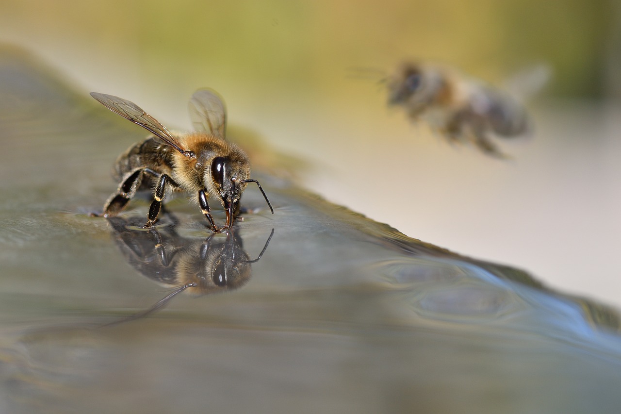 The Importance of Beekeeping in Eco-Friendly Gardens